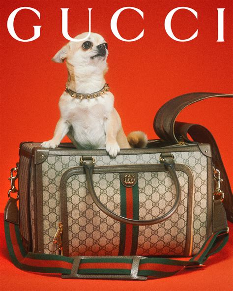 mens kitten gucci|gucci pet collection 2021.